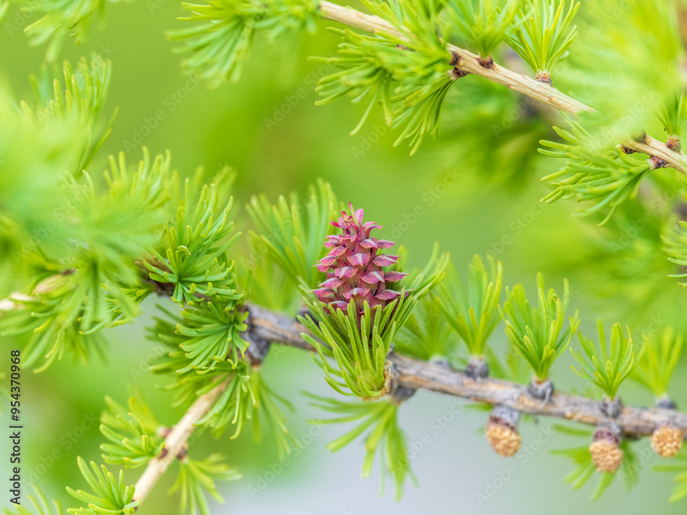 Larch tree fresh pink cones blossom at spring on nature background Larch tree fresh pink cones blossom at spring on nature background