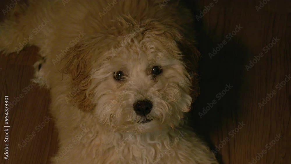 Maltipoo dog lies on the floor, looks away from the camera, then turns its head and looks straight at up. Maltipoo dog on the floor in twilight room. Maltipoo dog lies on the floor, looks away from the camera, then turns its head and looks straight at up. Maltipoo dog on the floor in twilight room.
