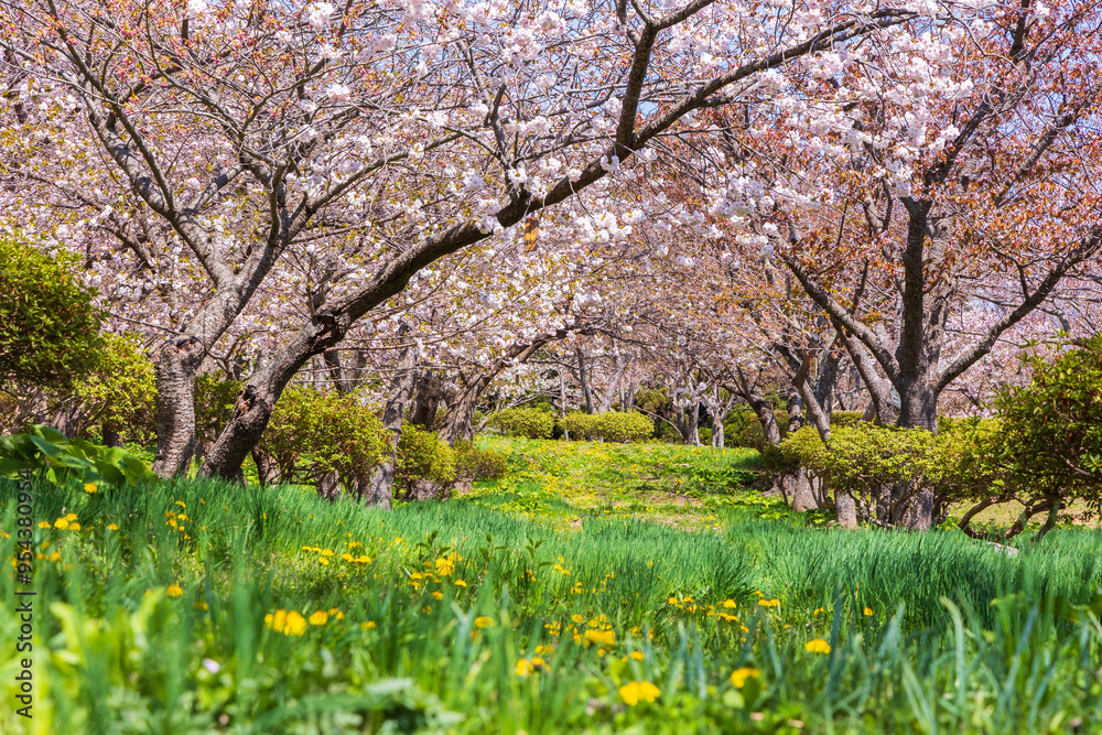 日本の風景・春 北海道松前町の桜 日本の風景・春 北海道松前町の桜