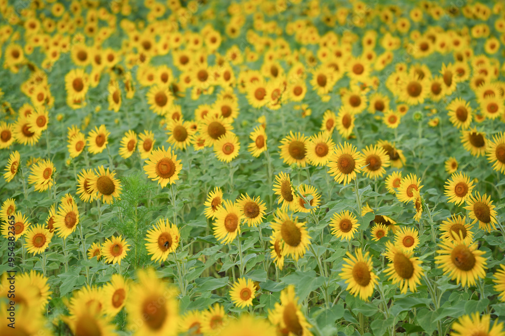 ヒマワリ畑の夏の輝き ヒマワリ畑の夏の輝き
