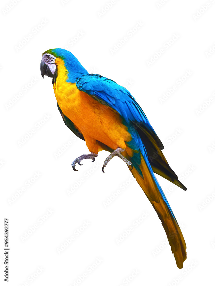 Fototapeta premium A vibrant blue and yellow macaw is isolated on a transparent background.