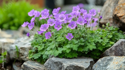 Geraniums for rock garden photo