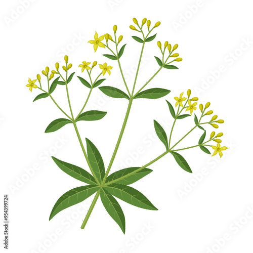 Vector illustration of Rubia tinctorum, also called rose madder, common madder or dyer's madder, isolated on white background.