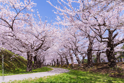 日本の風景・春 北海道函館市 五稜郭公園の桜