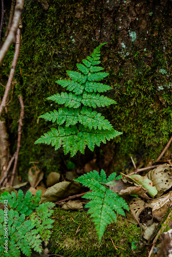 Green fern leaves with moss.