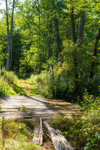 The wooden bridge and a path deep into a dense summer forest.