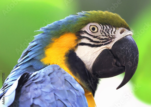 Blue and gold macaw head on green background