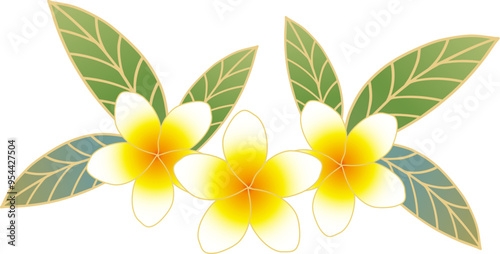 Plumeria illustration tropical plant flower