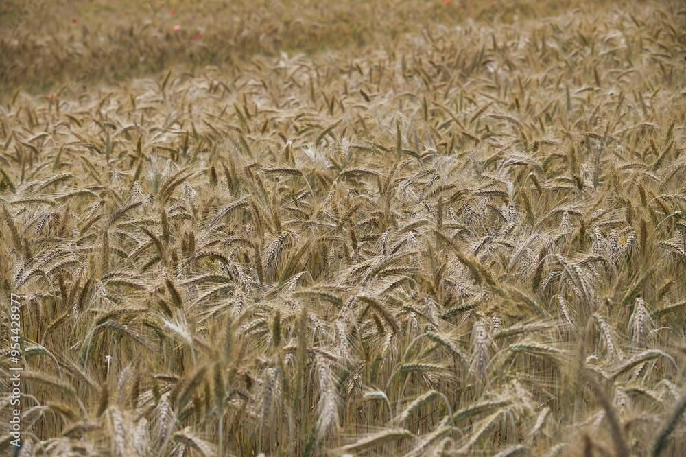 Golden wheat field, close-up shot of ripe crops swaying in sunlight Golden wheat field, close-up shot of ripe crops swaying in sunlight