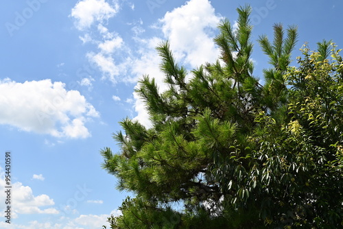 空へと昇る松の木 photo