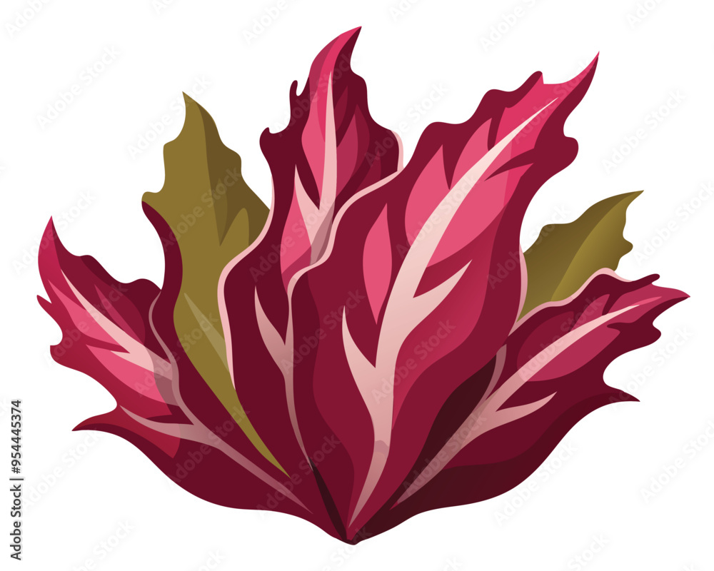 Dulse vector illustration isolated on white background