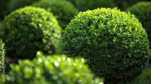 Bushes: Dense, smaller plants used in gardens for privacy or decoration, often trimmed into specific shapes to enhance landscaping and create defined outdoor spaces.
