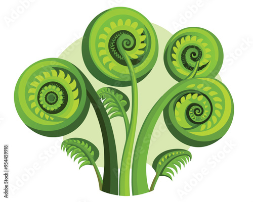 Fiddleheads vector illustration isolated on white background photo