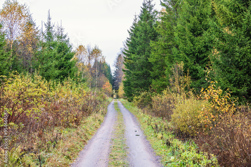 Forest road with a grass shoulder in autumn