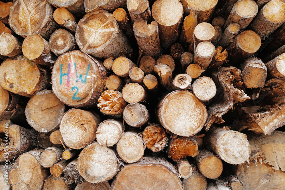 Close up stack of dry Pine tree log and wood plank Close up stack of dry Pine tree log and wood plank