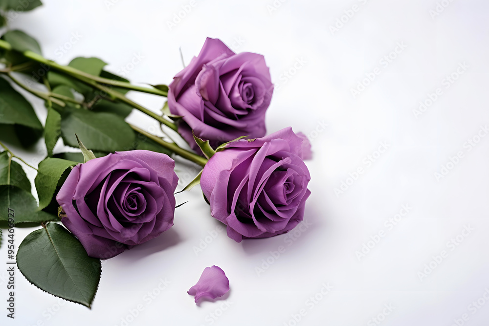 Purple PInk Watercolor Rose on a White Background. Watercolor Blush Pink Rose Clipart with Floral Border and painted Petals, Perfect for Dusty Rose Wedding Designs. Huge Copy Space Purple PInk Watercolor Rose on a White Background. Watercolor Blush Pink Rose Clipart with Floral Border and painted Petals, Perfect for Dusty Rose Wedding Designs. Huge Copy Space