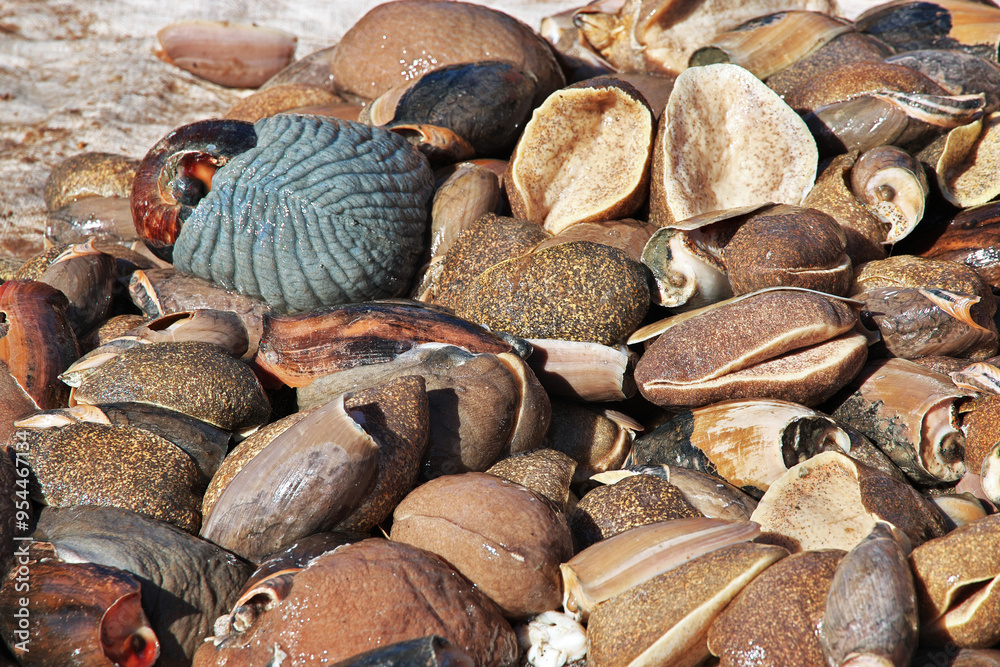 Shells in the sea port of the small village not far Dakar, Senegal