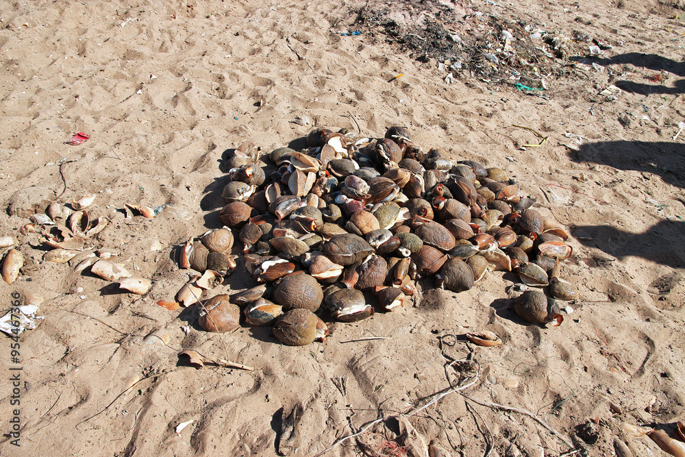 Shells in the sea port of the small village not far Dakar, Senegal