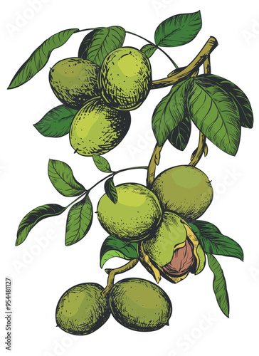 Walnuts hand drawn. Branch with leaves and ripe nuts. Vector illustration in color engraving technique. Ingredient for nut paste, oil, Nocino liqueur. For packaging design. Linear ink drawing.