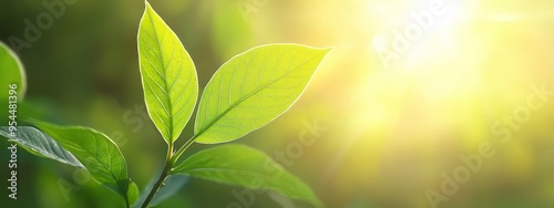  A close-up of a green leaf with the sun shining behind it