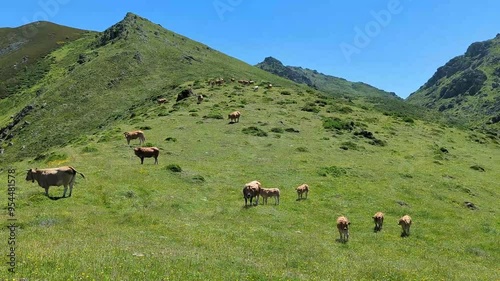 'Asturiana de los Valles' cattle, Somiedo Nature Park, Asturias, Spain photo