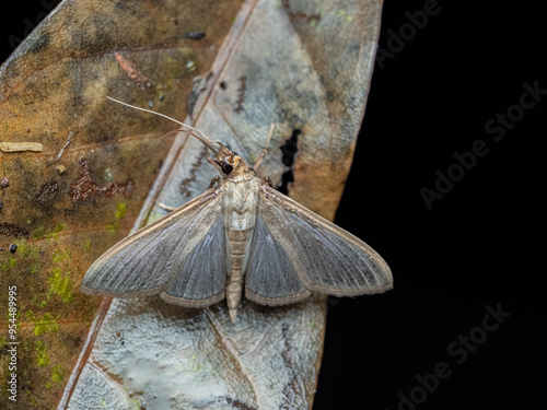 White satin moth (palpita) on the leaf 