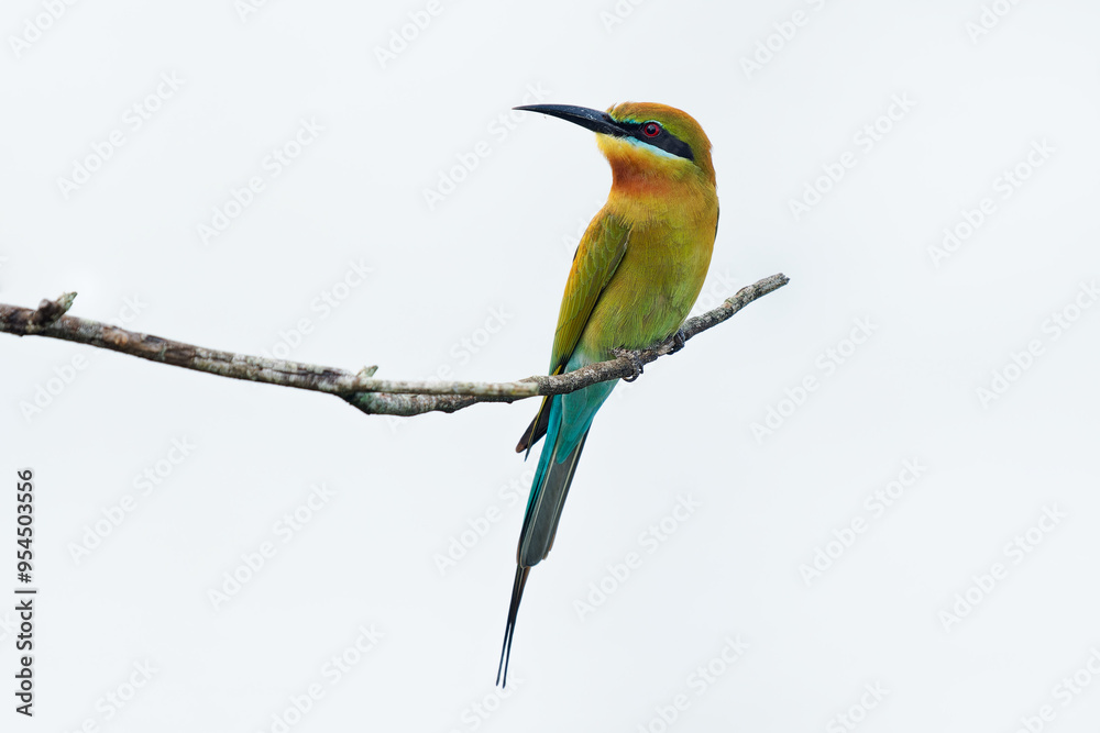 Blue-tailed bee-eater Merops philippinus near passerine bird in Meropidae distributed across South and Southeast Asia, colorful bird breeding colonially in river valleys. White background
