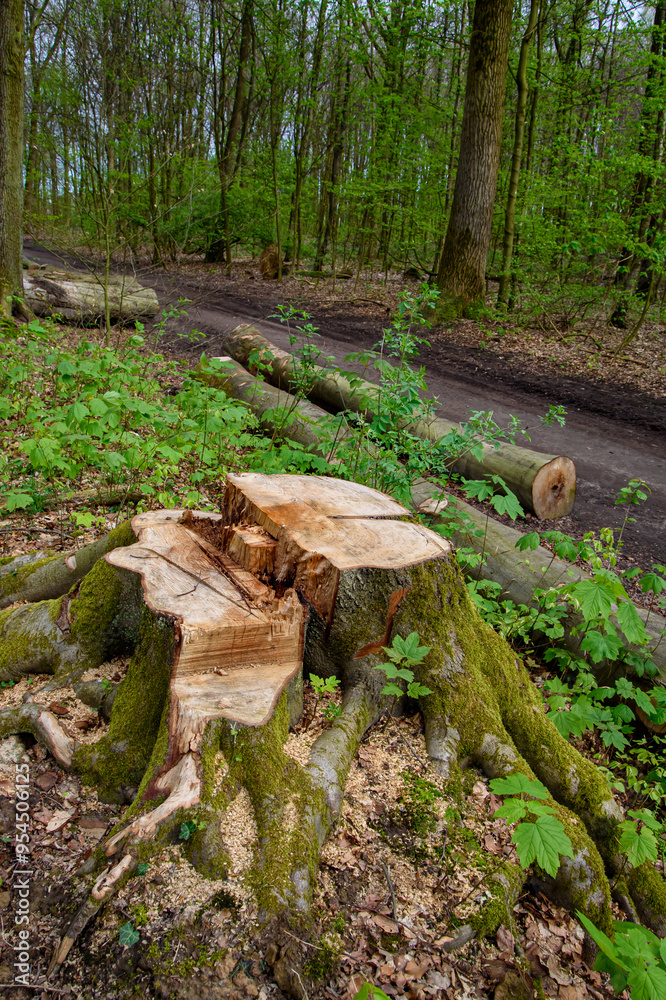 A tree stump covered in moss in a forest in Germany A tree stump covered in moss in a forest in Germany