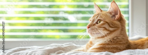  An orange-and-white cat rests atop a bed beside a window, where blinds are mounted exteriorly photo