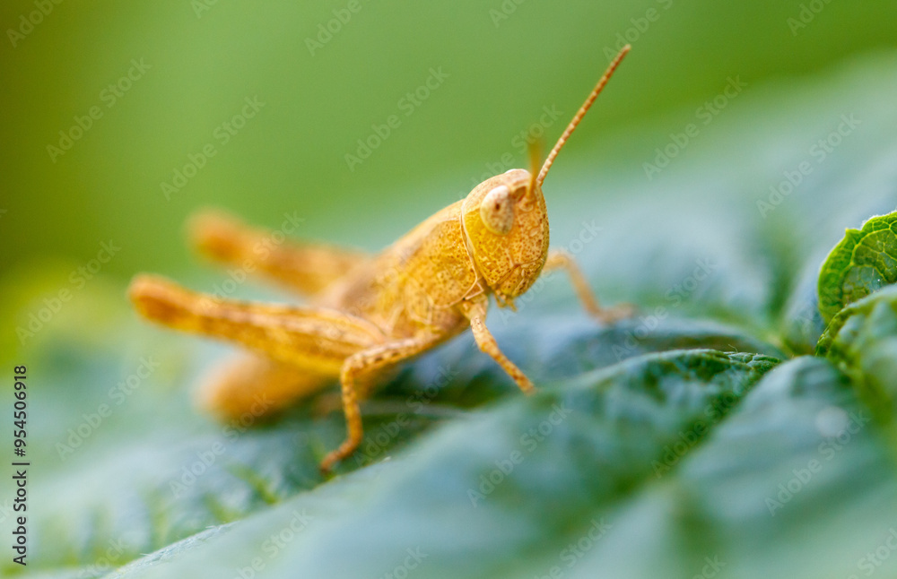Grasshopper green vegetation in nature. Macro Grasshopper green vegetation in nature. Macro