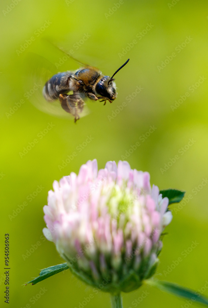 Naklejka premium A bee flies near a blue flower in nature. Macro