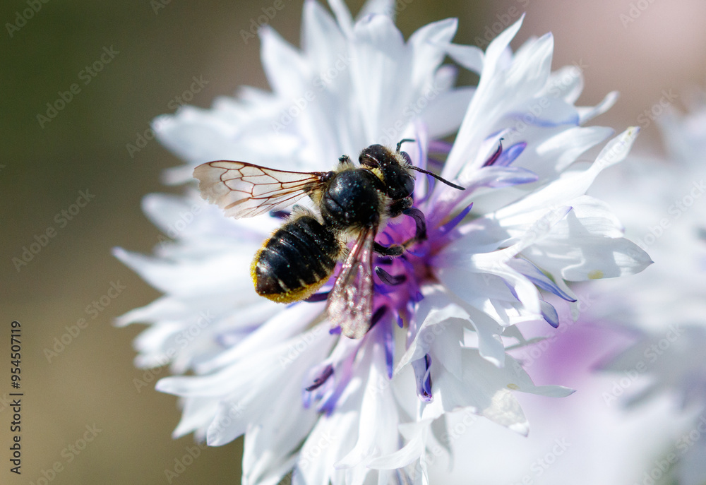 Bee on a blue flower in nature. Macro Bee on a blue flower in nature. Macro