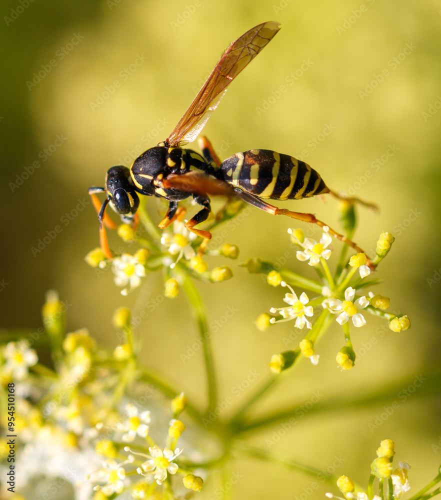 Wasp on a yellow flower. Macro Wasp on a yellow flower. Macro