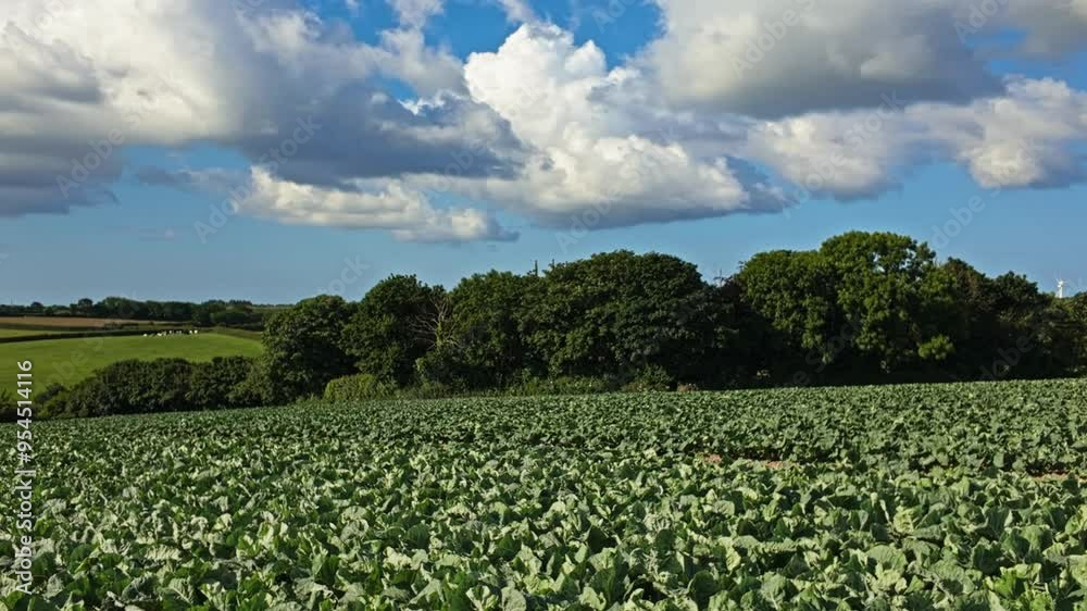 Pan from right to left of young broccoli growing in field, Helford, Cornwall, UK Pan from right to left of young broccoli growing in field, Helford, Cornwall, UK