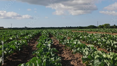 Pan from sky down towards to field of young broccoli, Helford, Cornwall, UK photo