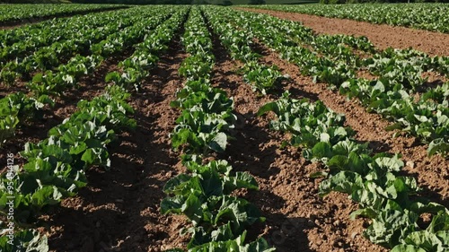 Pan from close up of young broccoli growing in field to horizon Helford, Cornwall, UK photo