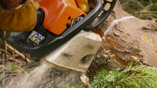 Forest Worker with Protective Gloves and Equipment Cuts Large Tree Log with Chainsaw with Sawdust Wood Chips Flying Out in Slow Motion 4K photo