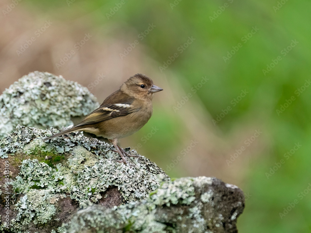 Female Azores Chaffinch Female Azores Chaffinch