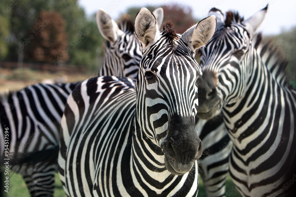 Group of zebras standing in safari park Group of zebras standing in safari park