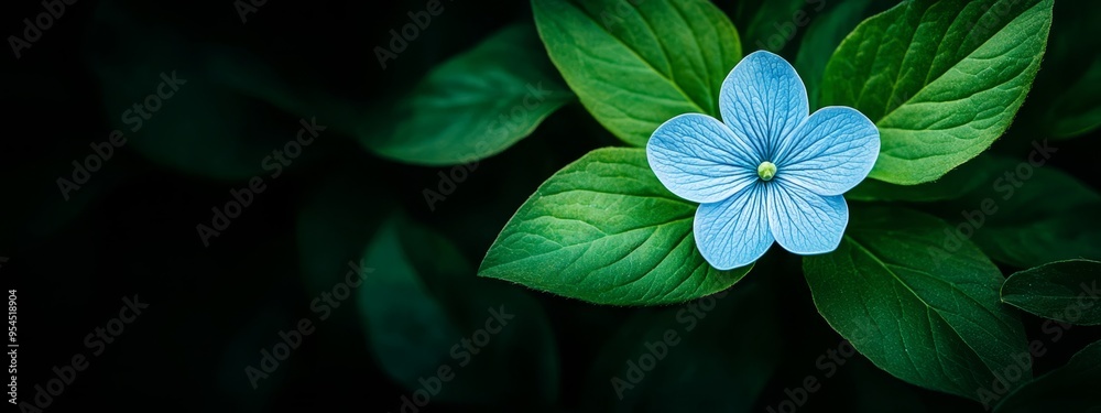 A blue flower atop a lush green field, surrounded by a sea of green leaves Single blue bloom lies in the field's heart A blue flower atop a lush green field, surrounded by a sea of green leaves Single blue bloom lies in the field's heart
