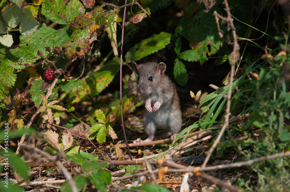rat rat