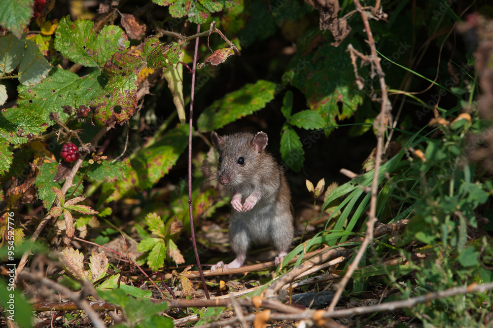 rat rat
