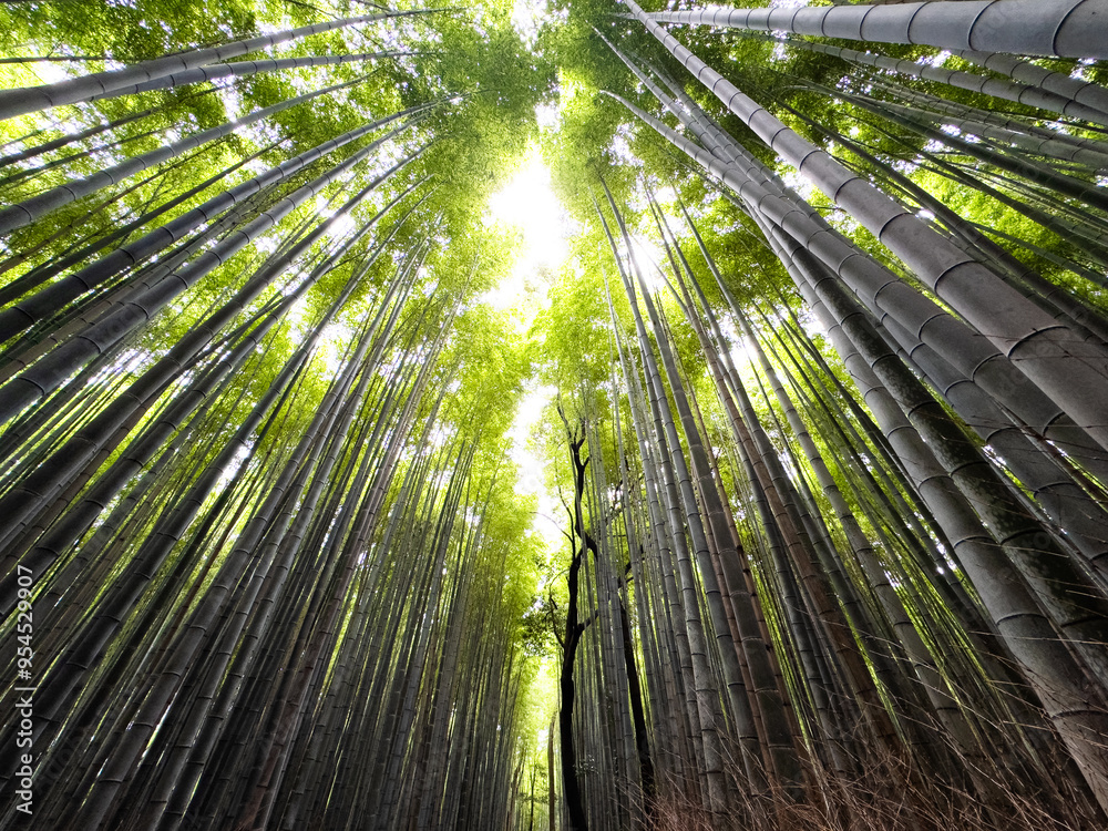 Arashiyama Bamboo Forest in Kyoto, Japan Arashiyama Bamboo Forest in Kyoto, Japan