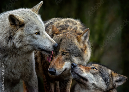 A close up of pack of Grey Wolves