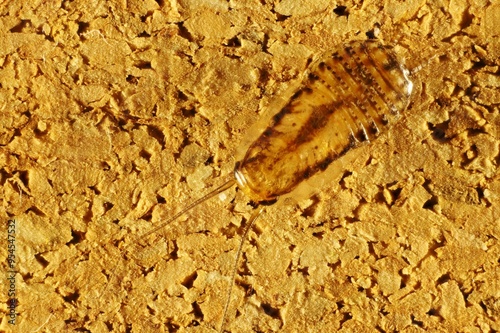 Dorsal close-up of Australian Wood Cockroach (Blaberoidea) nymph photo