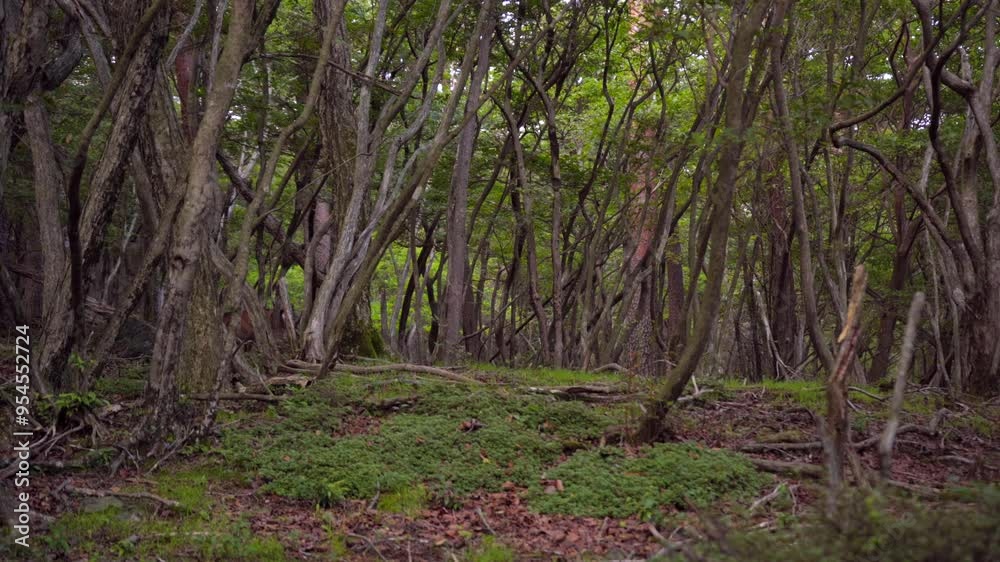 A wide static shot of a deer in a green forest between the trees, at first standing still and looking at the camera; then suddenly jolting and running away. A wide static shot of a deer in a green forest between the trees, at first standing still and looking at the camera; then suddenly jolting and running away.