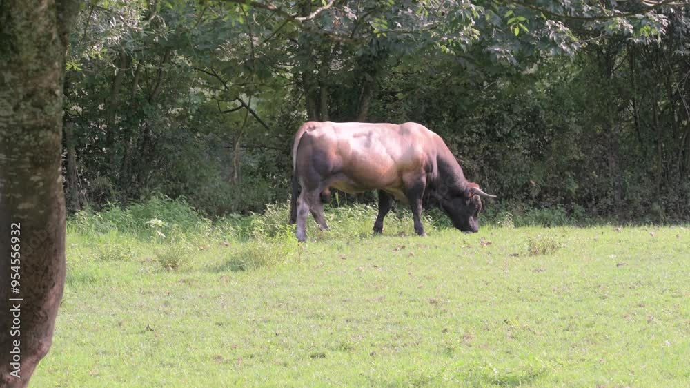 Brown bull grazing in a green field, viewed from the side. It is a Limousin breed and trees and greenery are visible in the background Brown bull grazing in a green field, viewed from the side. It is a Limousin breed and trees and greenery are visible in the background