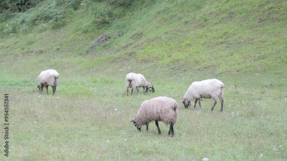Four white merino sheep and goats with black feet and a cowbell grazing quietly in a group Four white merino sheep and goats with black feet and a cowbell grazing quietly in a group