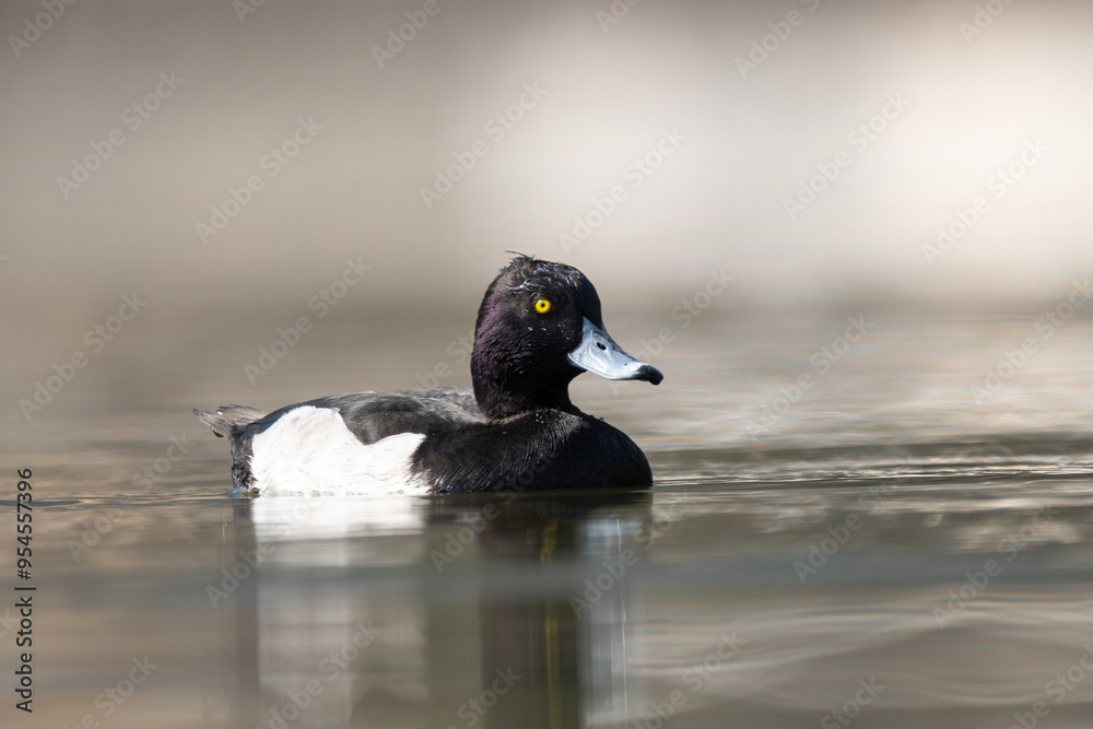 Tufted Duck male on the Lake, Duck picture at ground level, waterfowl close-up shot Tufted Duck male on the Lake, Duck picture at ground level, waterfowl close-up shot