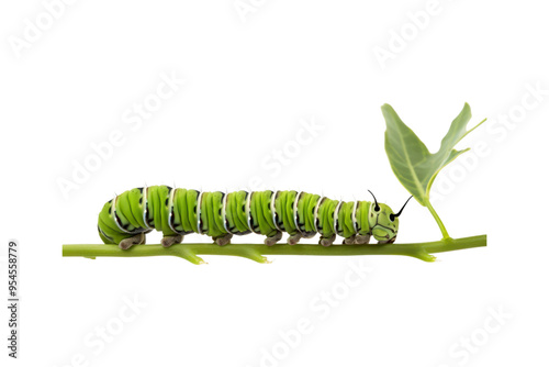 Green and black caterpillars with yellow markings are ideal for educational materials, nature blogs, garden magazine, and science textbooks